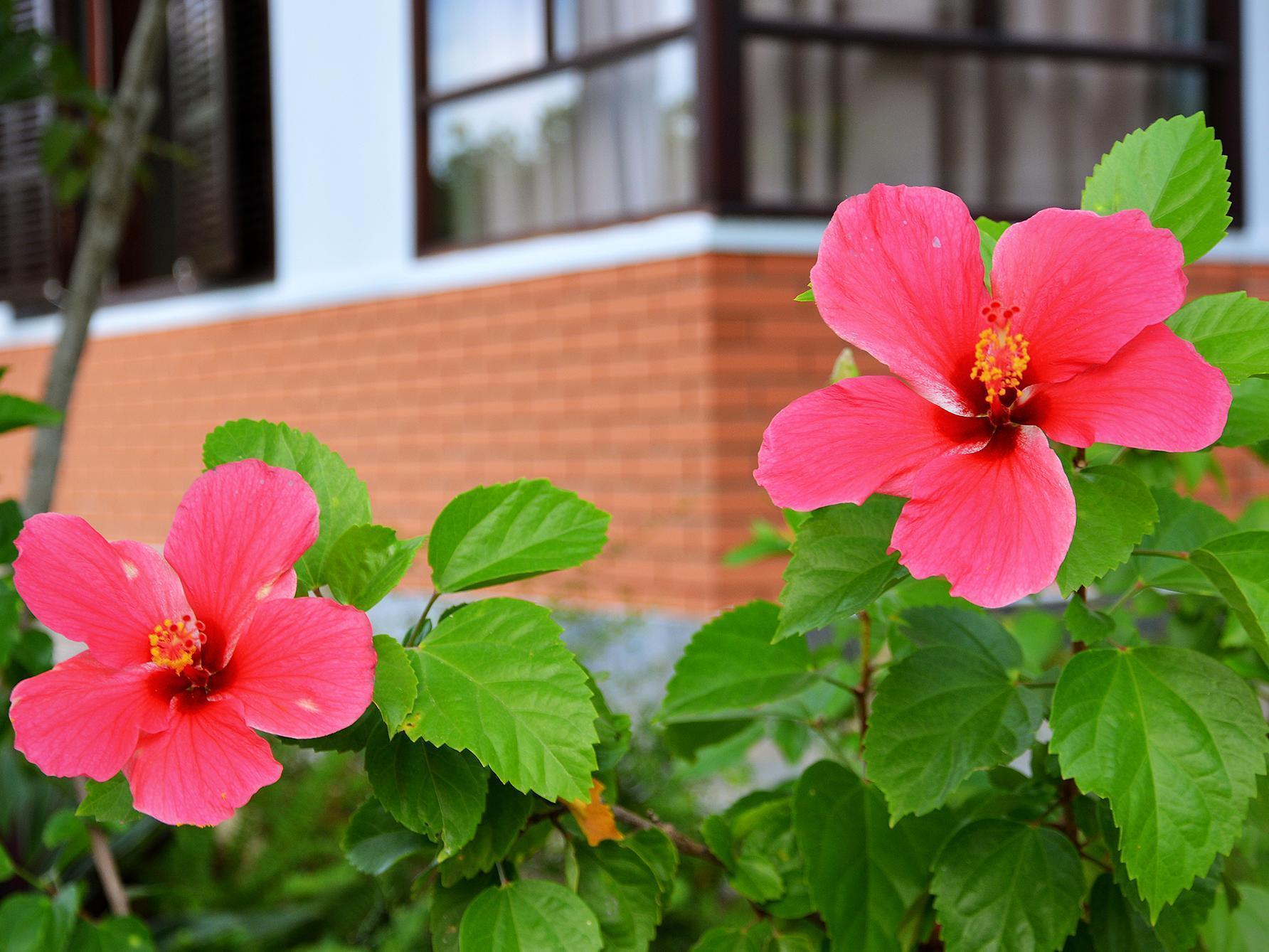Garden Aroma Homestay Хоян Екстер'єр фото