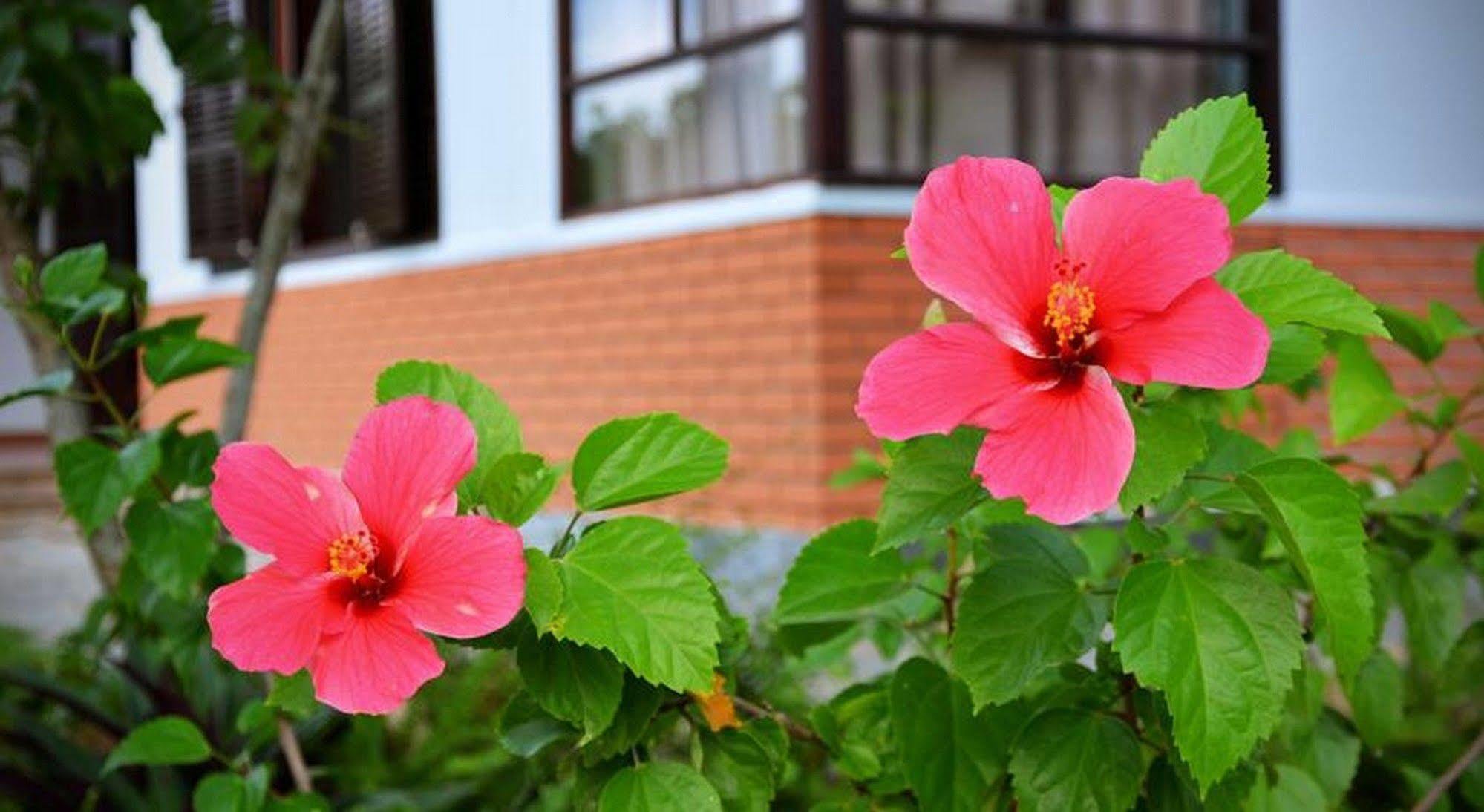 Garden Aroma Homestay Хоян Екстер'єр фото