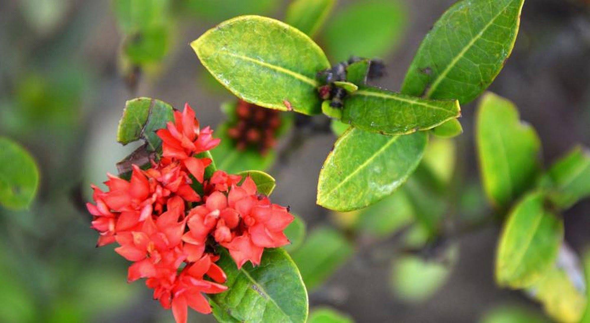 Garden Aroma Homestay Хоян Екстер'єр фото