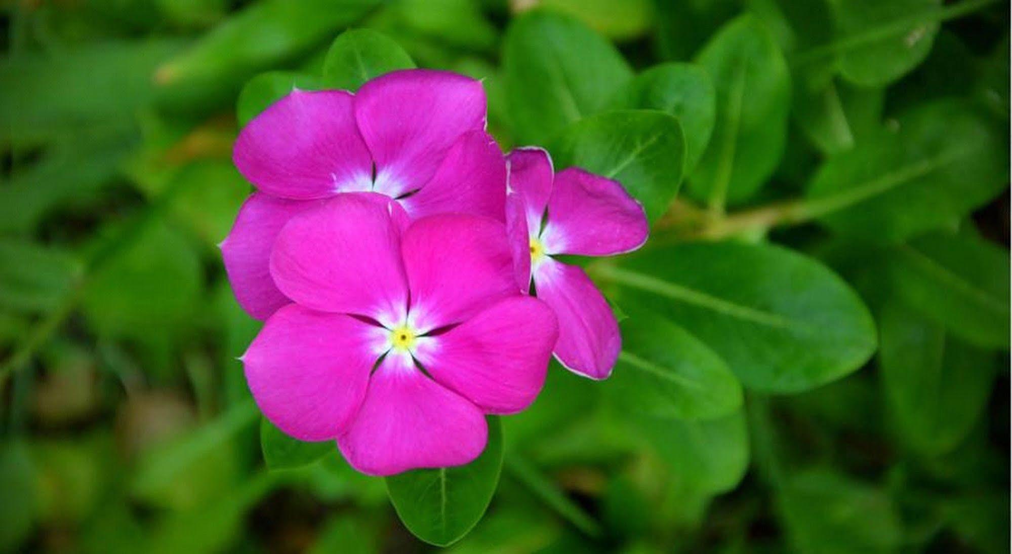 Garden Aroma Homestay Хоян Екстер'єр фото
