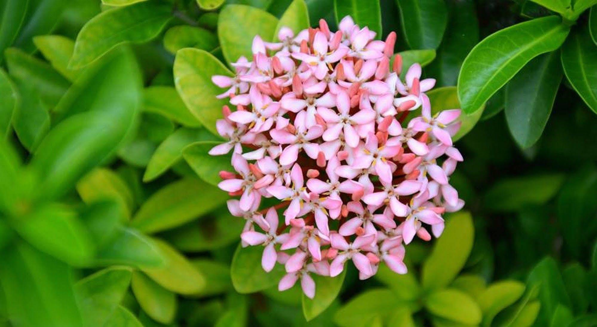 Garden Aroma Homestay Хоян Екстер'єр фото